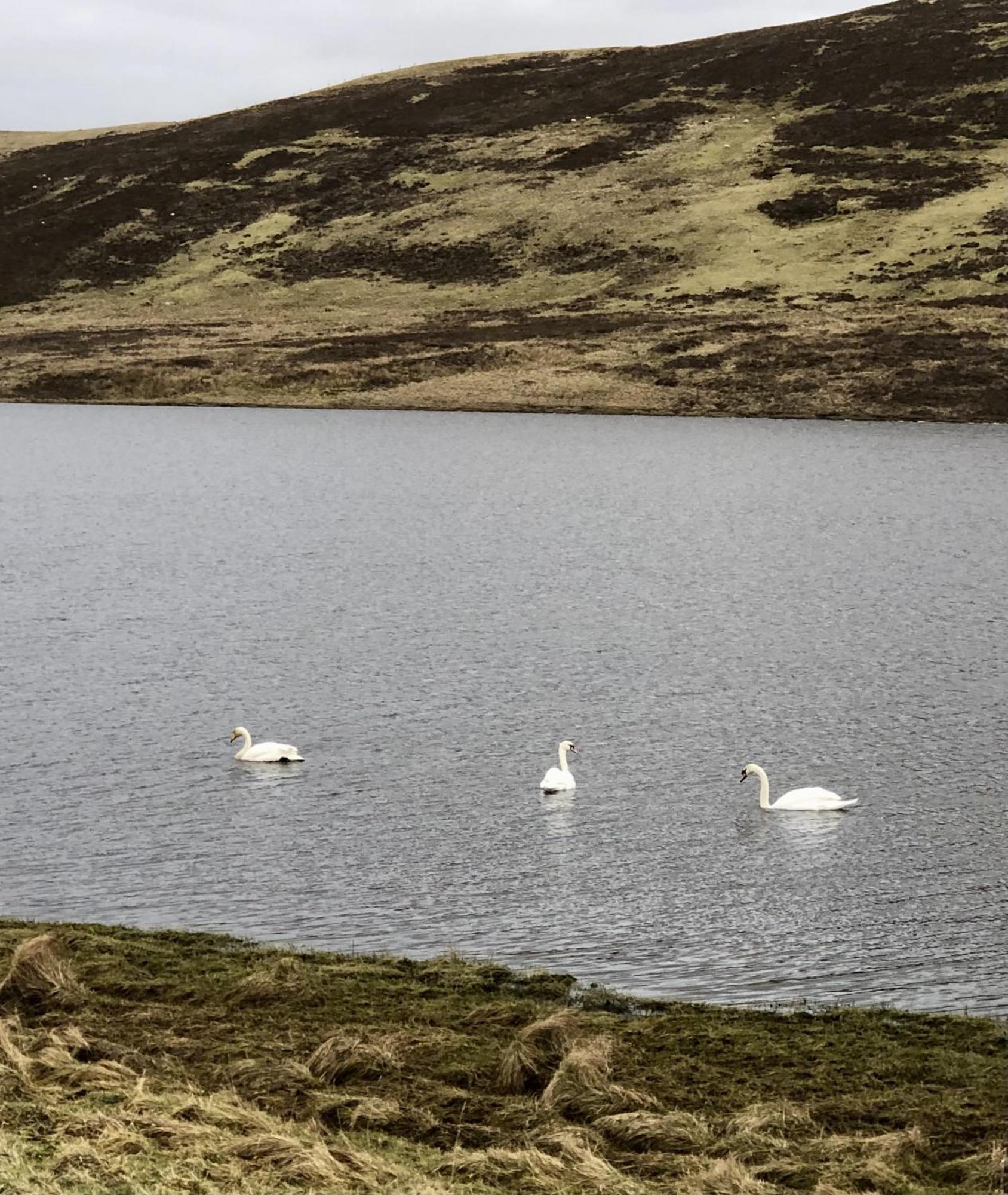Scalloway Caravan Park エクステリア 写真